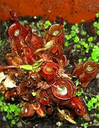 Nepenthes ampullaria 'harlequin' 4